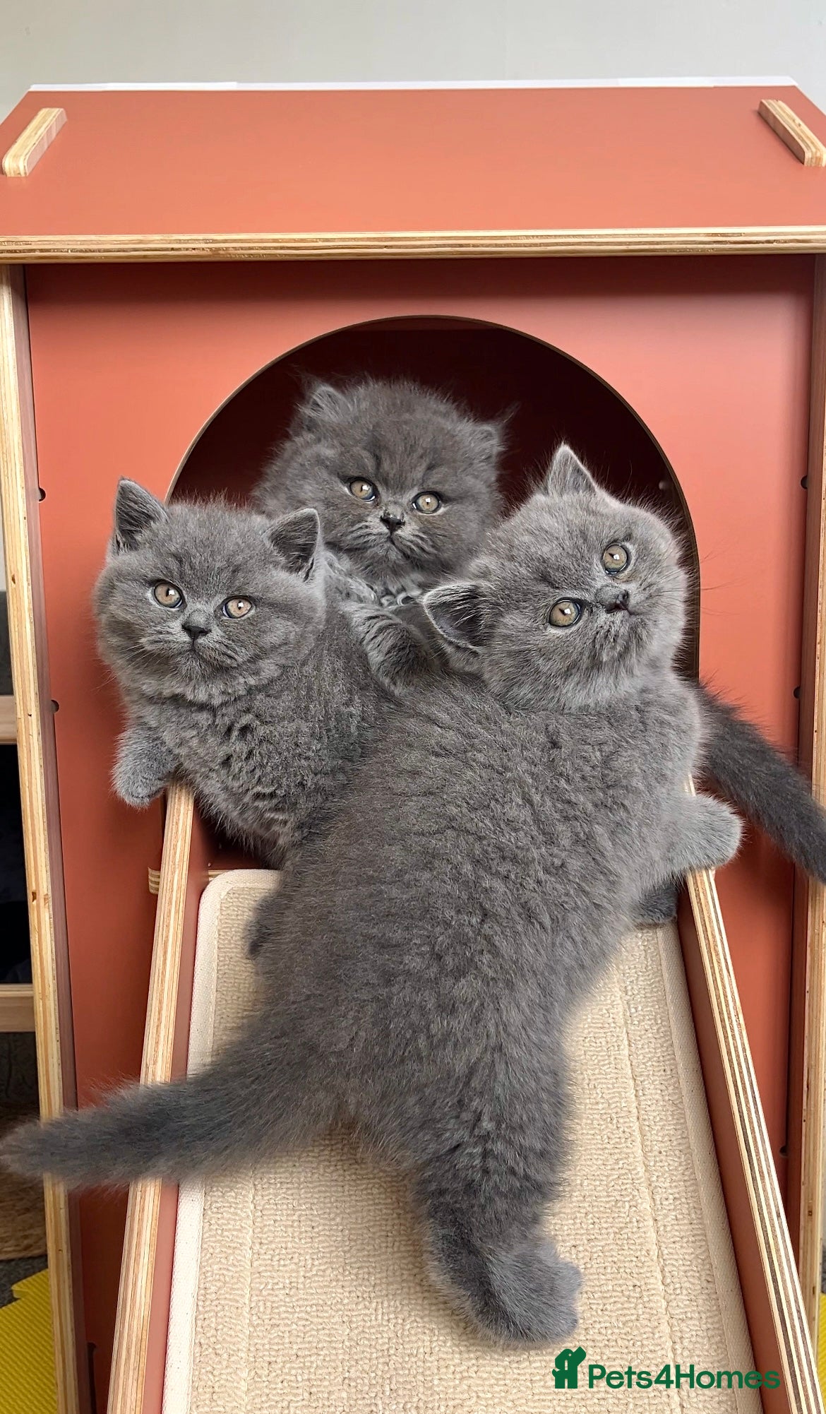 British Shorthair cats Available Last gorgeous blue girl!💙 - Advert 3