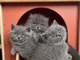 British Shorthair cats Available Last gorgeous blue girl!💙 - Advert 3