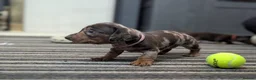 Dachshund dogs for sale: Gorgeous Smooth-Haired Dachshund Puppies - Advert 14