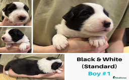 Border Collie dogs for sale: Merle Blue Eye KC Registered Border Collie Puppies - Image 3