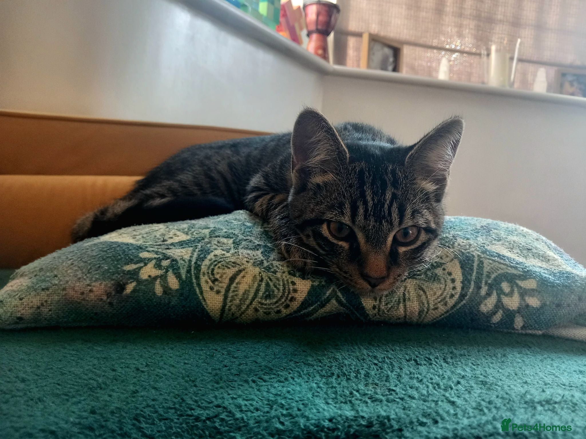 Mixed Breed cats Beautiful Mainecoon x kitten - Advert 15