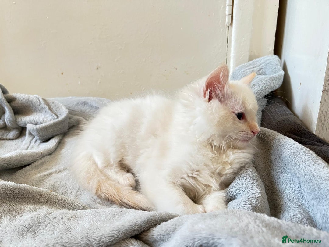 Ragdoll cats for sale: 4 Ragdoll Kittens - Advert 22