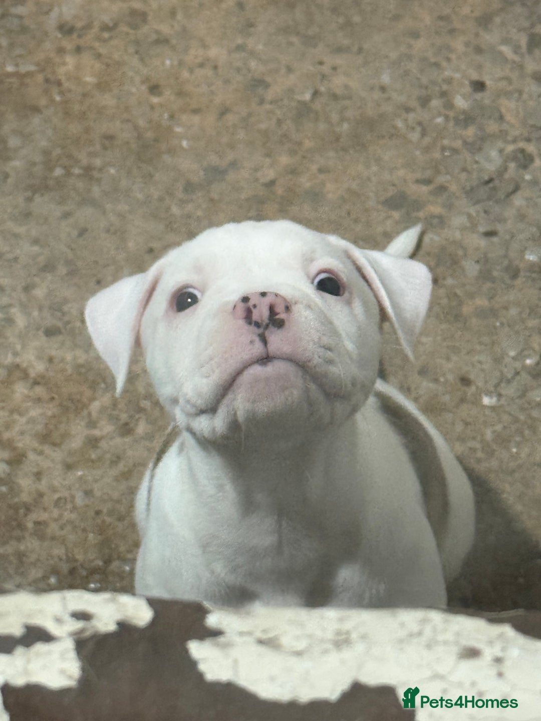 American Bulldog dogs for sale: American bulldog puppies - Advert 6