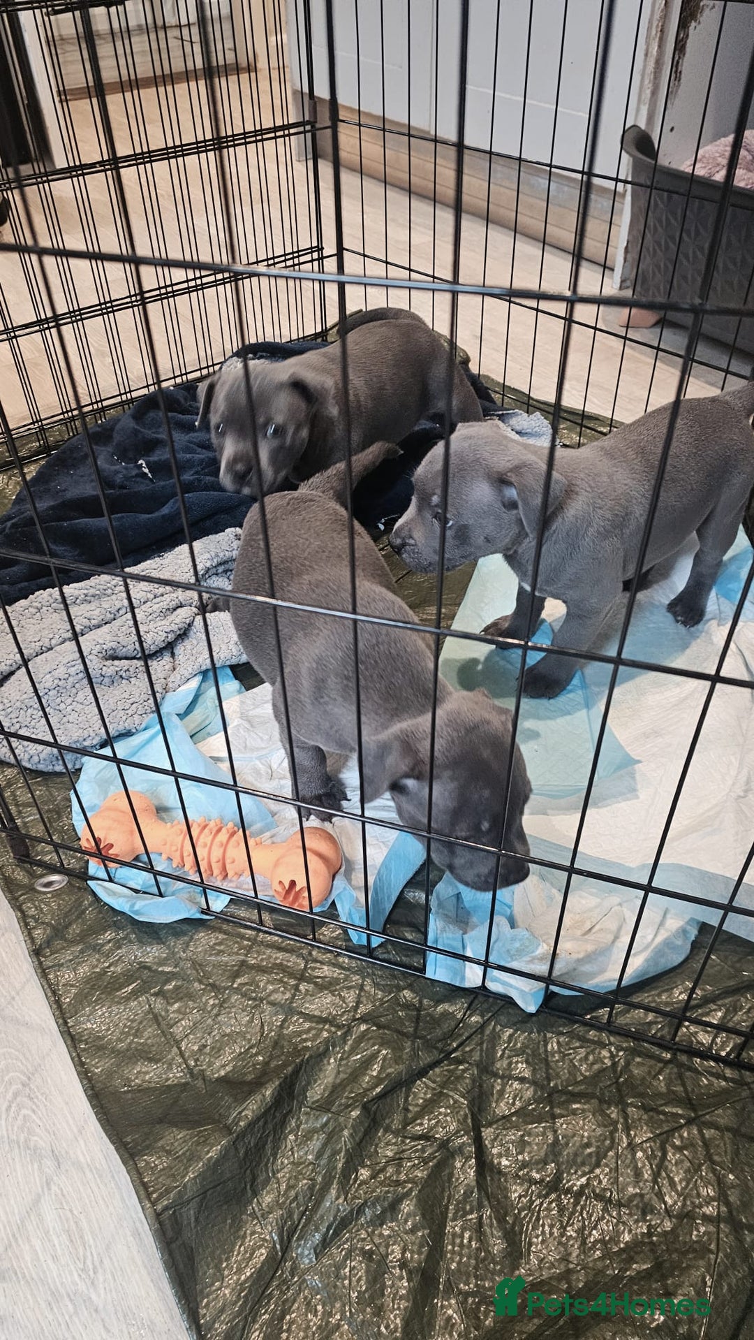 Staffordshire Bull Terrier dogs for sale: **COLLECT SAT 02/08**Blue Staffs KC Registered - Image 27