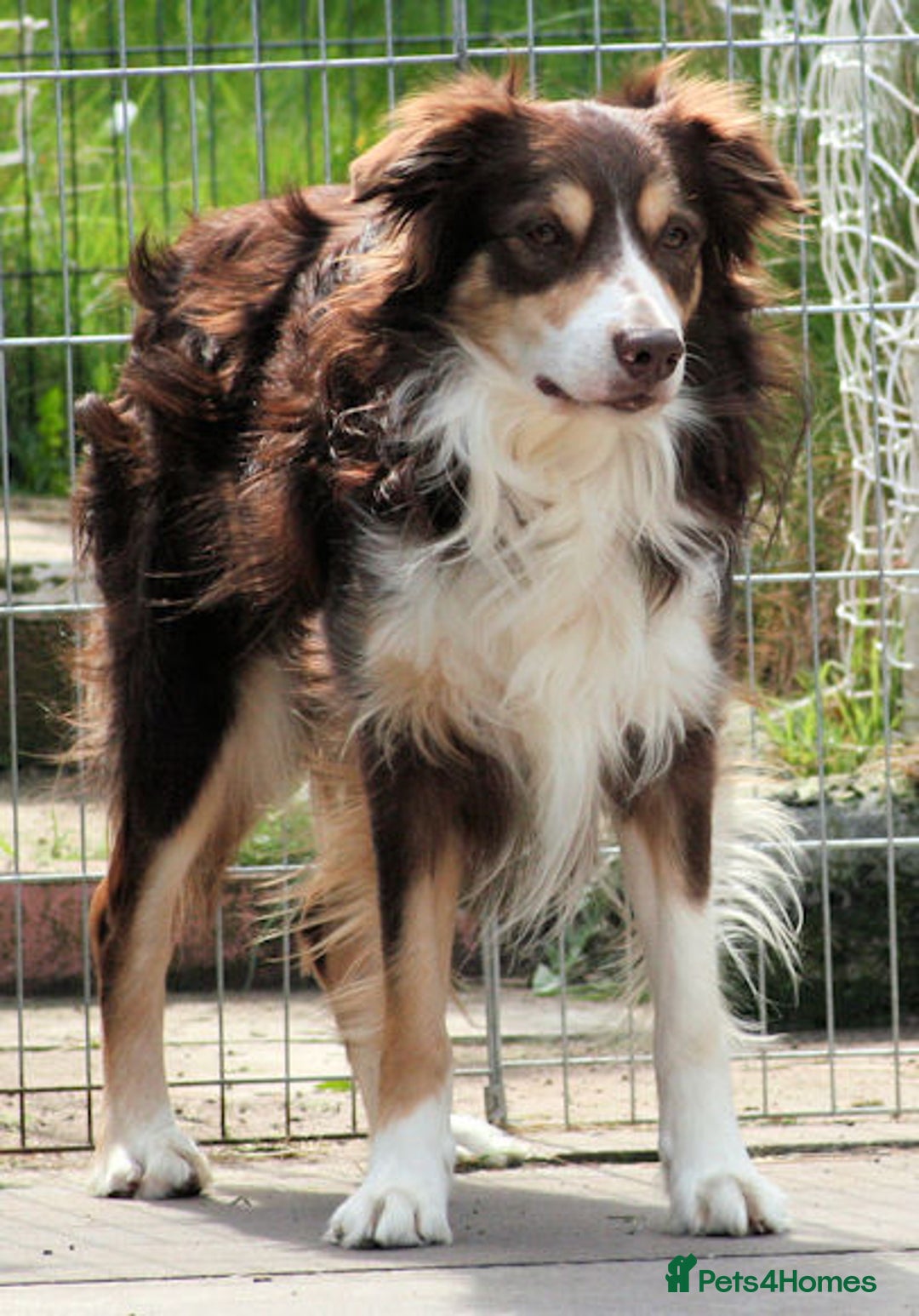 Border Collie dogs for stud: Red Tri Border Collie at Stud in Birmingham - Advert 2