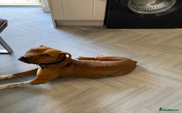 Staffordshire Bull Terrier dogs for sale: Amazing Red Staffordshire bullterrier puppies - Image 9