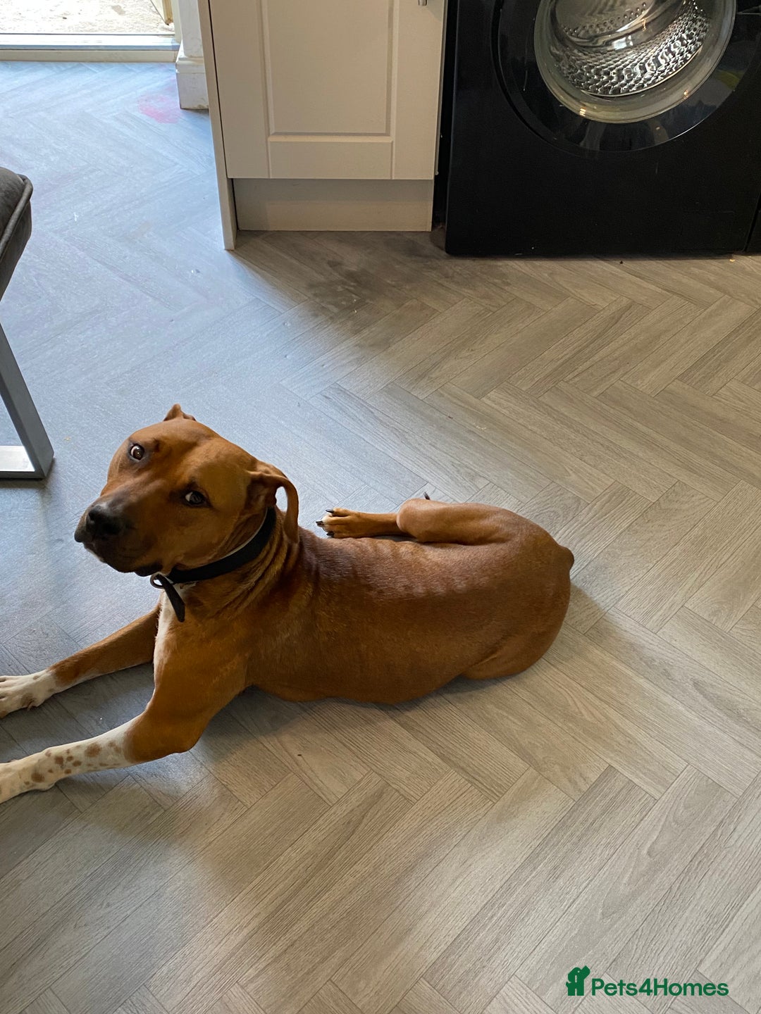 Staffordshire Bull Terrier dogs for sale: Amazing Red Staffordshire bullterrier puppies - Image 9