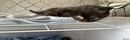 Mixed Breed cats for sale: 4 beautiful kittens for sale  - Advert 18