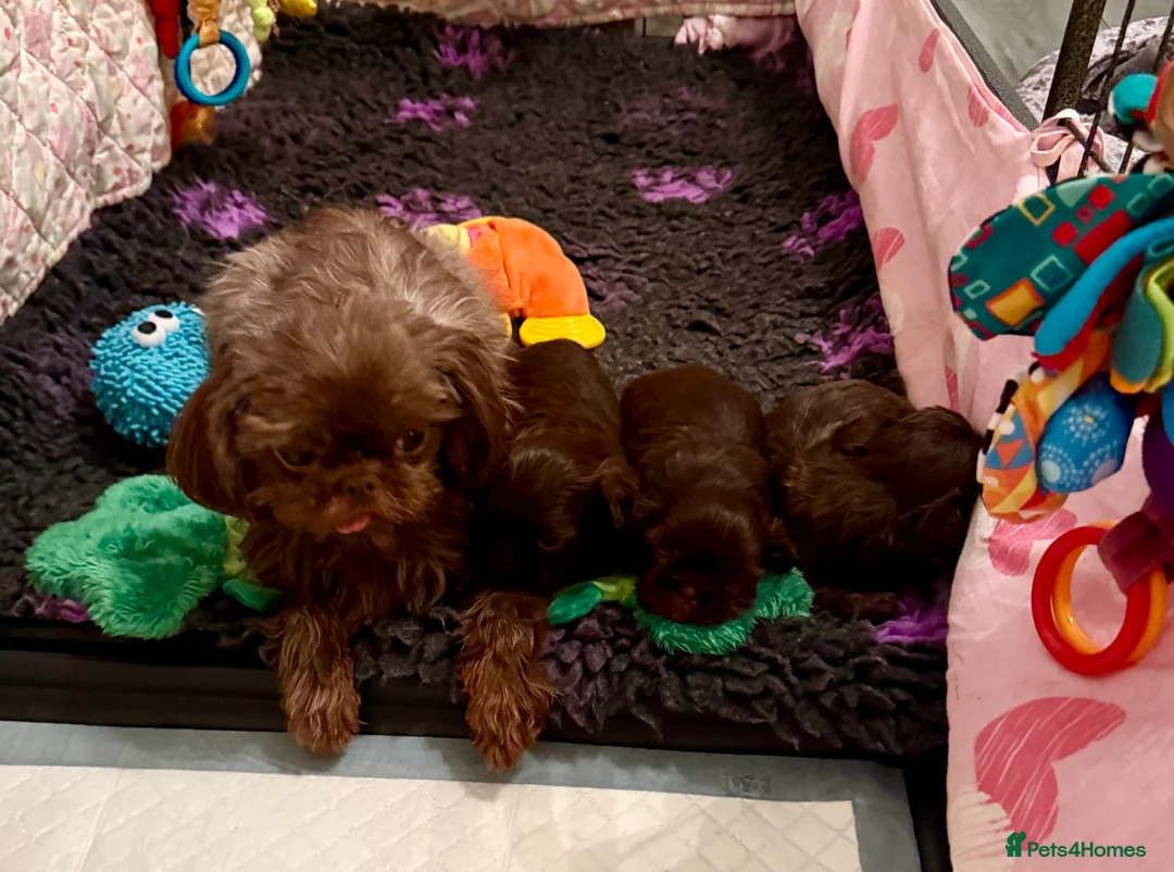 Shih Tzu dogs for sale: Imperial Shih Tzu - Advert 2