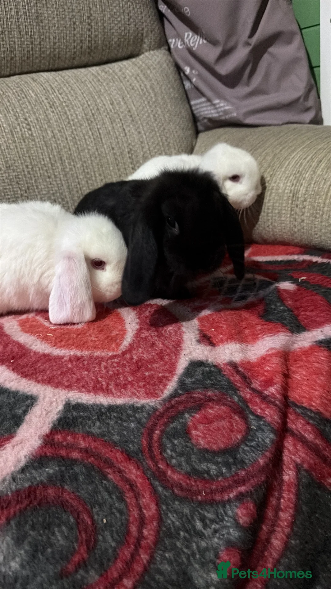 Mini Lop rabbits for sale: Mini lop rabbits - Advert 1