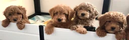 Labradoodle dogs for sale: keiras red fox miniature labradoodles  - Advert 17