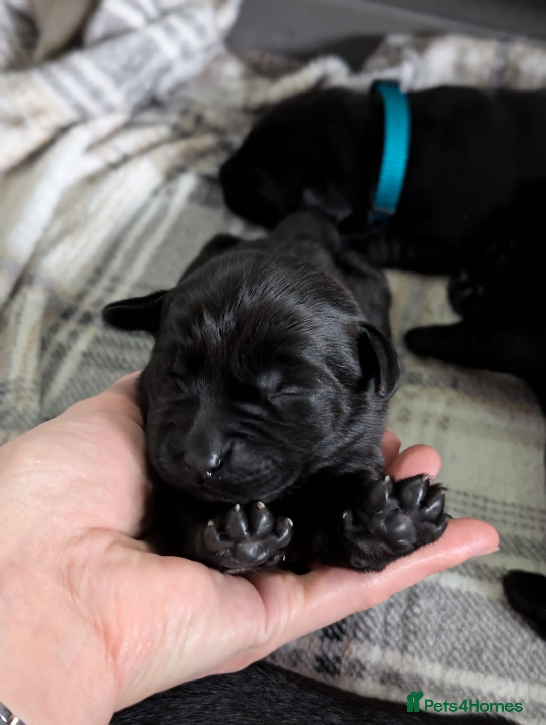 Labrador Retriever dogs for sale: Labrador puppies - (5 weeks free insurance) - Image 5