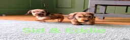 Miniature Dachshund dogs for sale: Premium Mini Wire-haired Dachshund Puppies - Advert 10