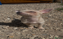 Chihuahua dogs for sale: Stunning pedigree Merle chihuahua pups  - Image 5