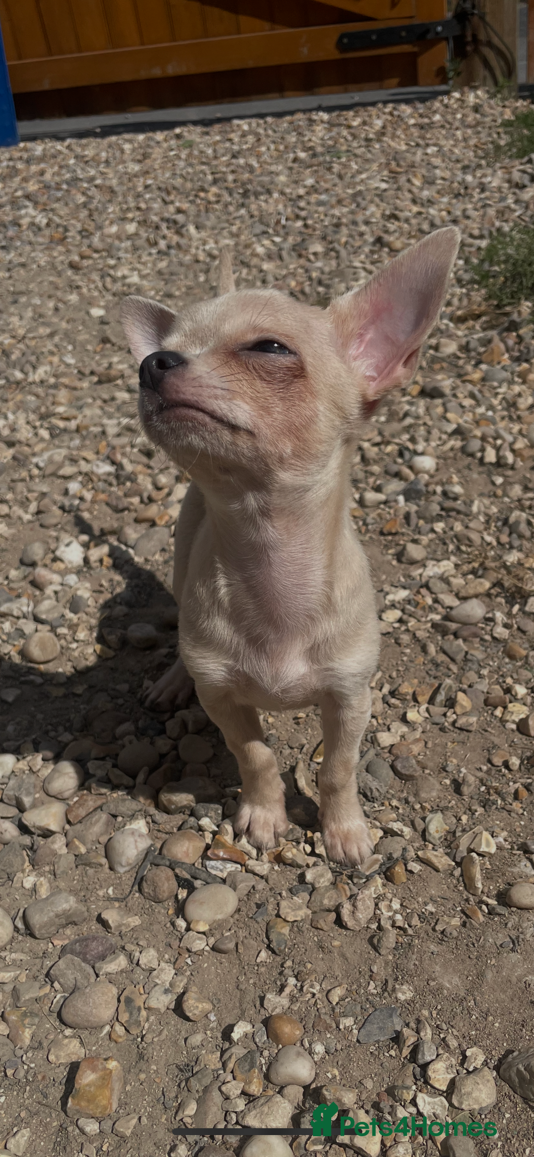 Chihuahua dogs for sale: Stunning pedigree Merle chihuahua pups  - Image 5