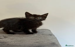 Mixed Breed cats for sale: Mother Cat & Female Kitten Looking for Loving Home - Image 3