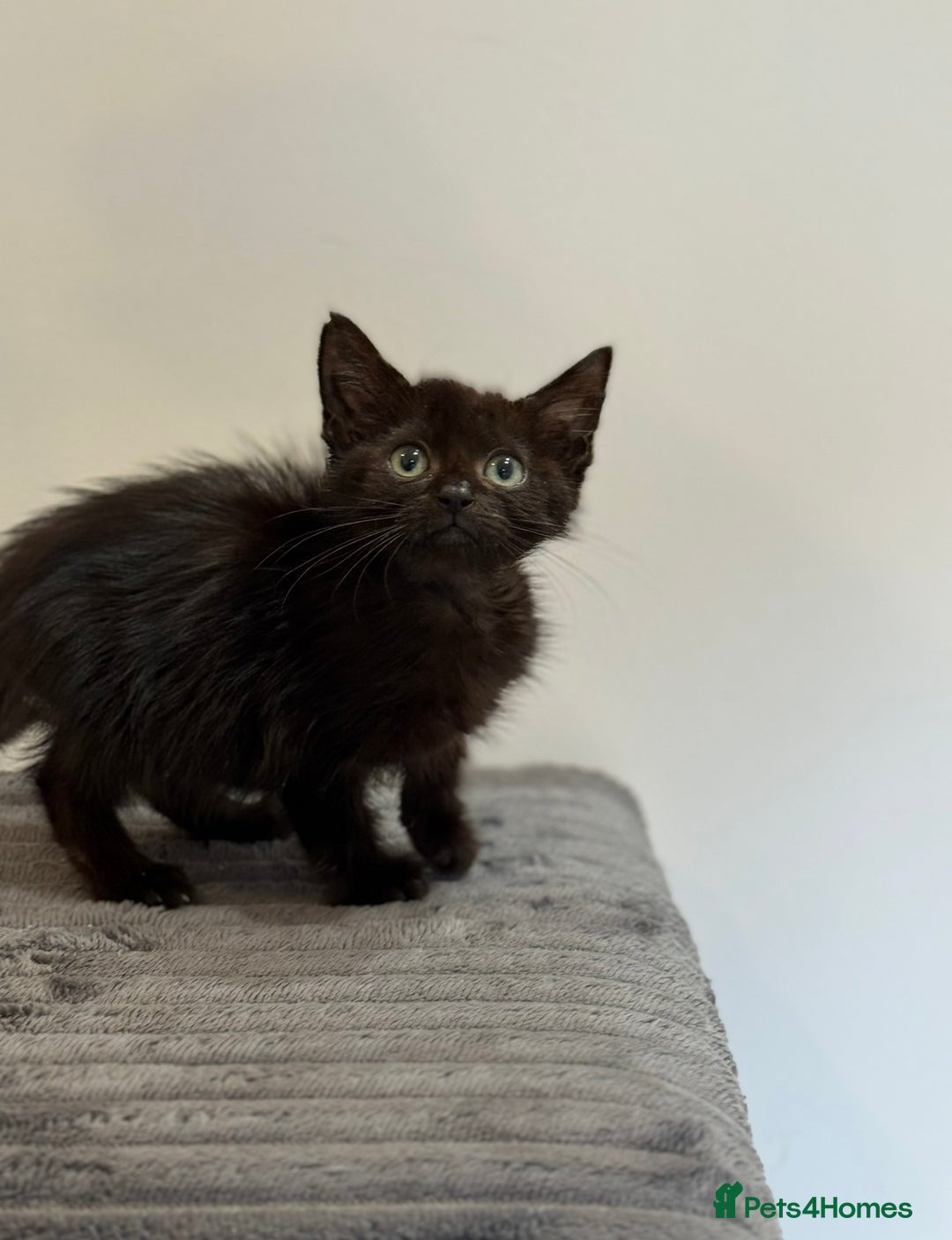 Mixed Breed cats for sale: Mother Cat & Female Kitten Looking for Loving Home - Image 3