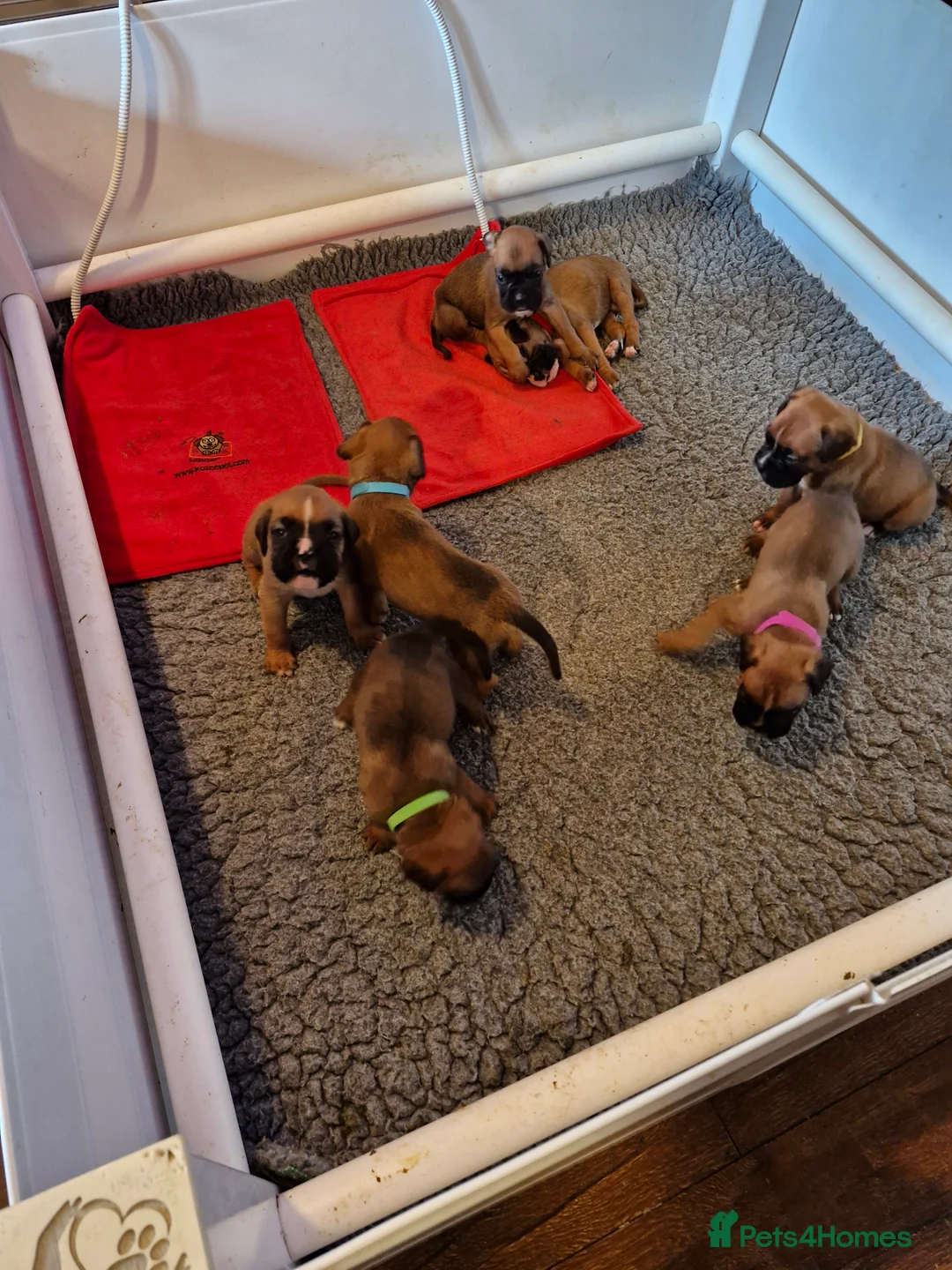 Boxer dogs for sale: STUNNING GORGEOUS KC PUPPIES  - Advert 10