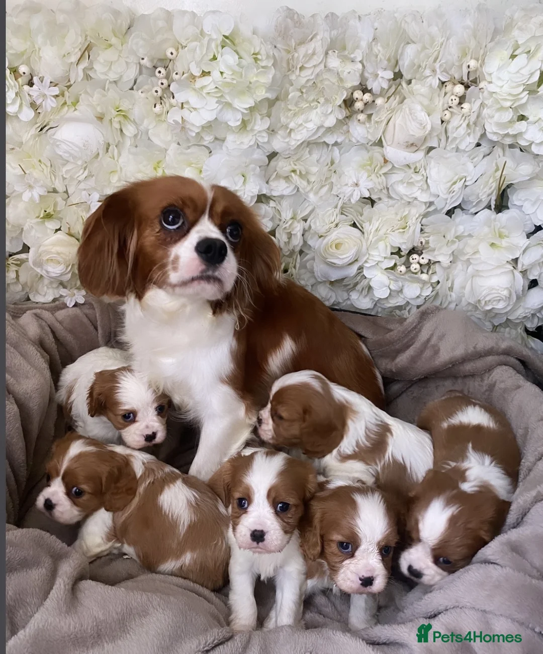 Cavalier King Charles Spaniel dogs for sale: Top quality Cavalier king Charles Puppy's - Advert 2