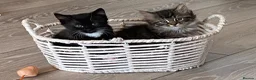 British Shorthair cats for sale: 4 stunning kittens - Advert 9