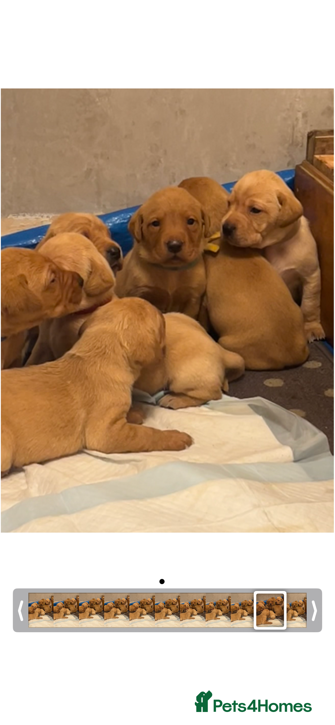 Labrador Retriever dogs for sale: KC Registered Fox Red and Yellow Labrador Puppies  - Advert 5