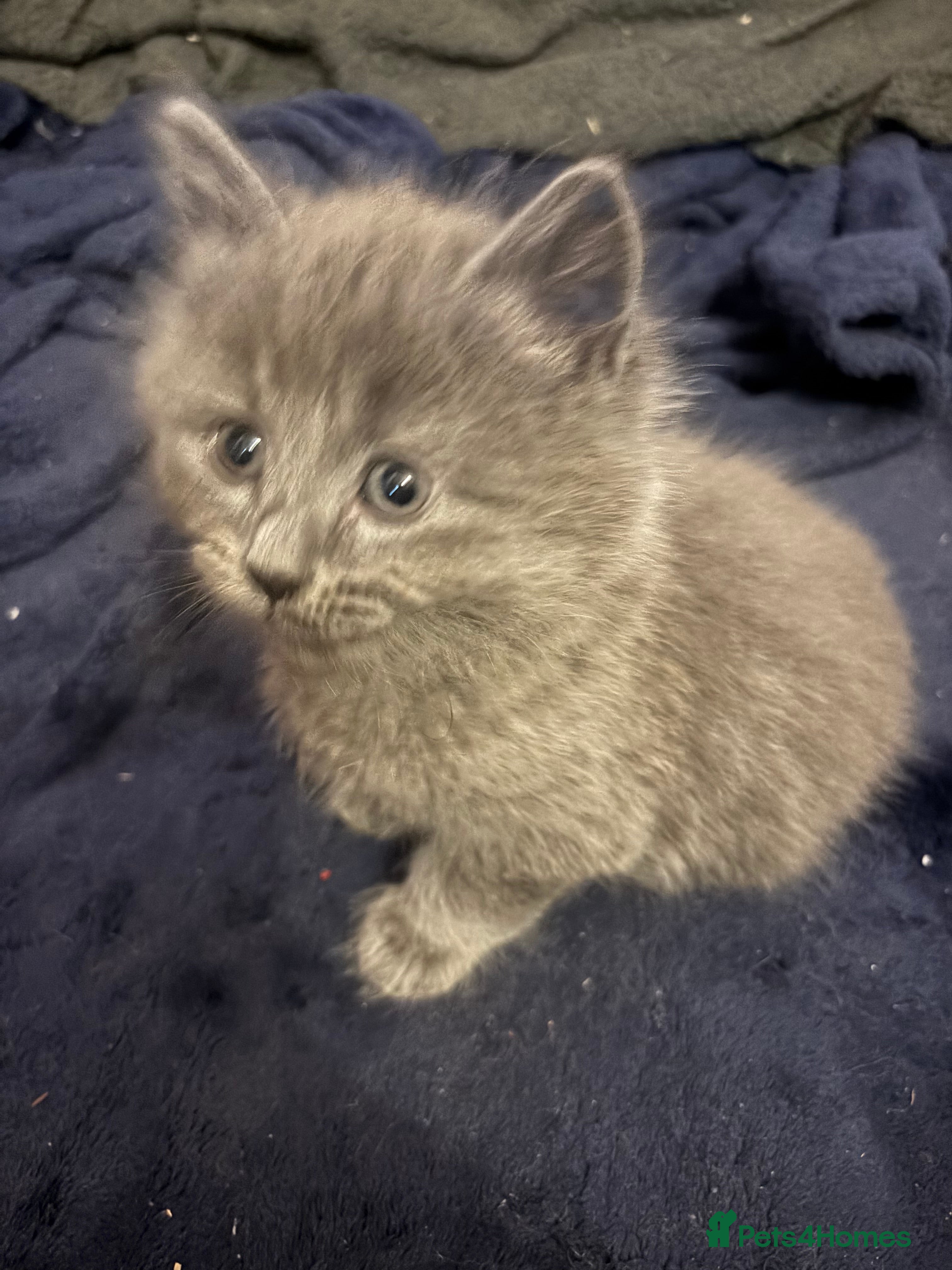 Mixed Breed cats ❤️Ready for Valentine’s Day! ragdoll/British blue  - Advert 1