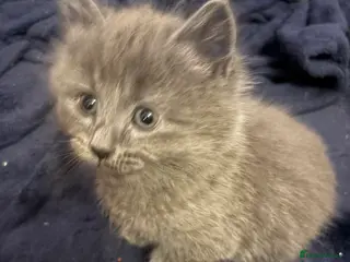 Mixed Breed cats ❤️Ready for Valentine’s Day! ragdoll/British blue - Advert 1