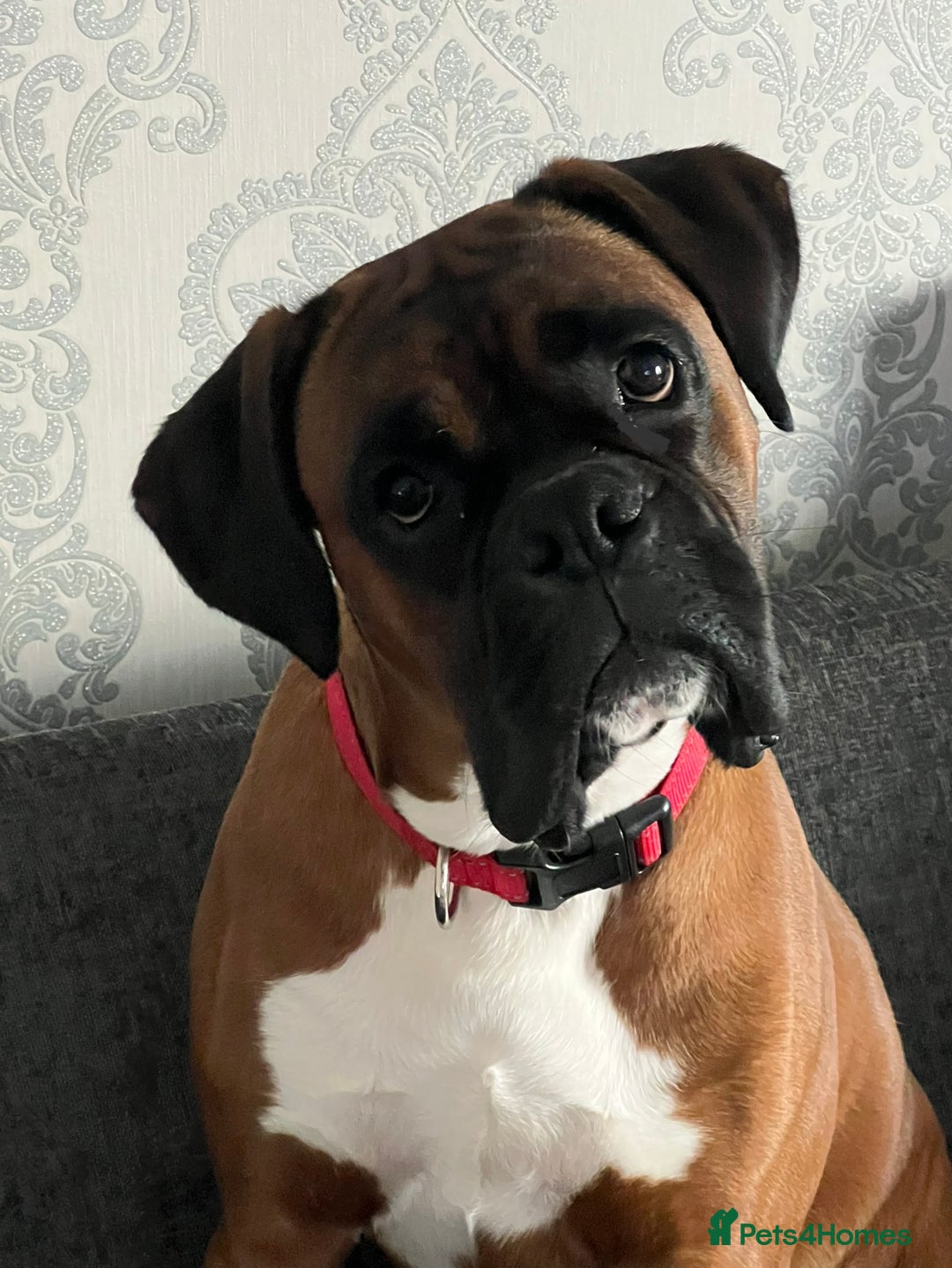 Boxer dogs for stud: Boxer Stud KC Reg & Proven - Advert 1