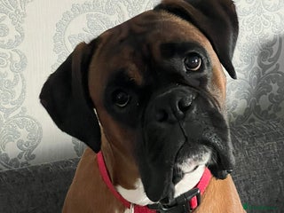 Boxer dogs Boxer Stud KC Reg & Proven - Advert 6