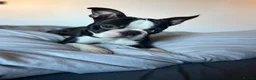 Boston Terrier dogs for stud: Mickey Mouse🐁proven kc (for stud) - Advert 14