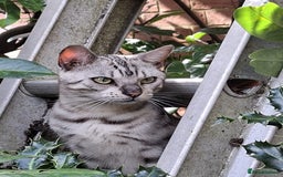 Bengal cats for sale: Bonded silver bengal boys.Have to be kept together - Image 3