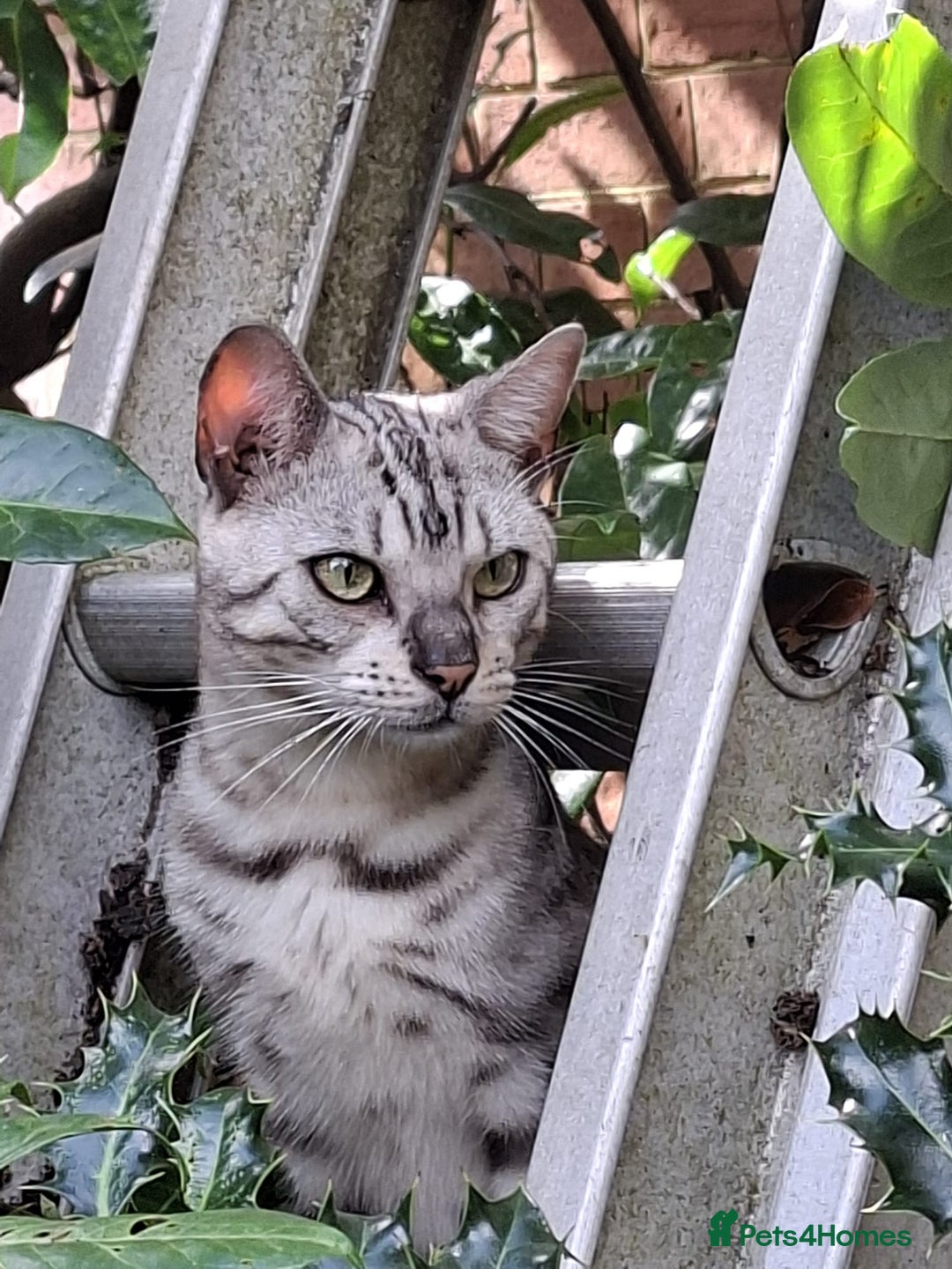 Bengal cats for sale: Bonded silver bengal boys.Have to be kept together - Image 3
