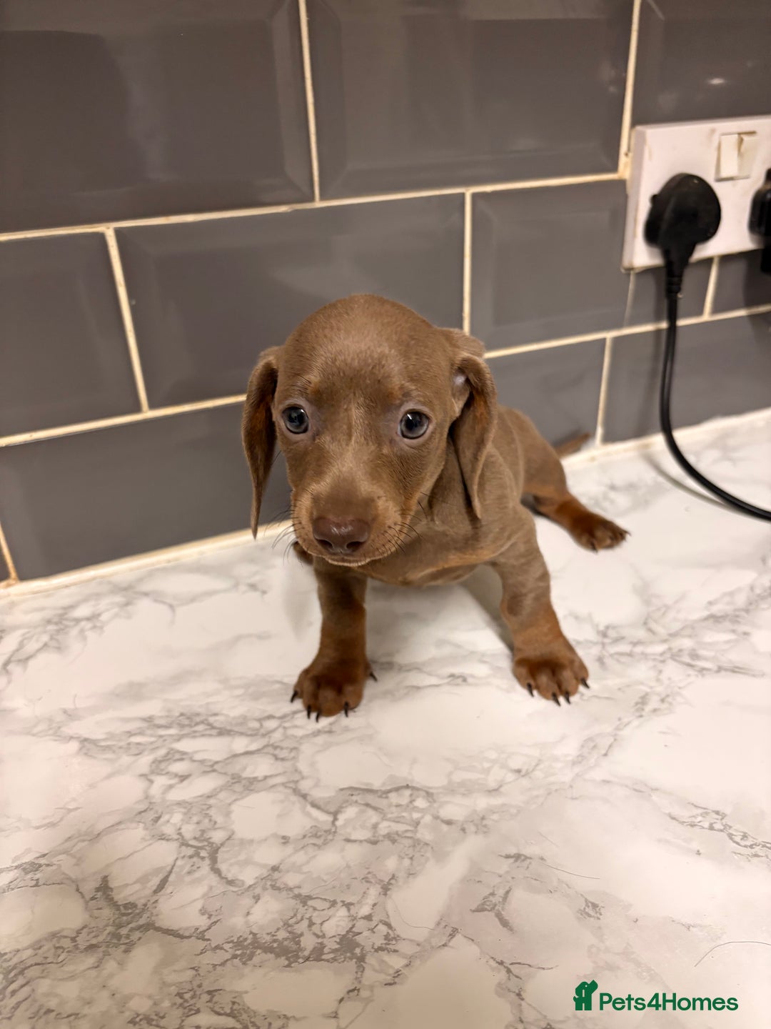Dachshund dogs for sale: READY TO LEAVE -Beautiful Dachshund puppies - Advert 17