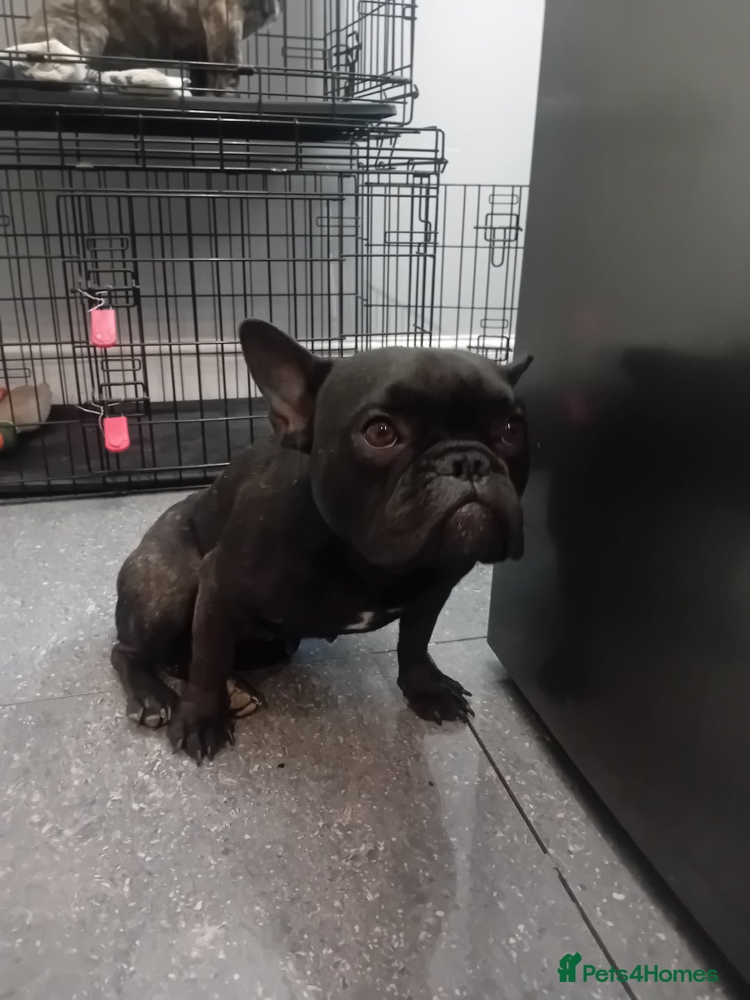 French Bulldog dogs for sale: French bull dog - Image 4