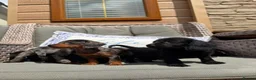 Doxiepoo dogs for sale: Miniature doxiepoo puppies (council licensed)  - Advert 12