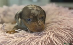 Miniature Dachshund dogs for sale: Adorable miniature dachshund  - Image 13