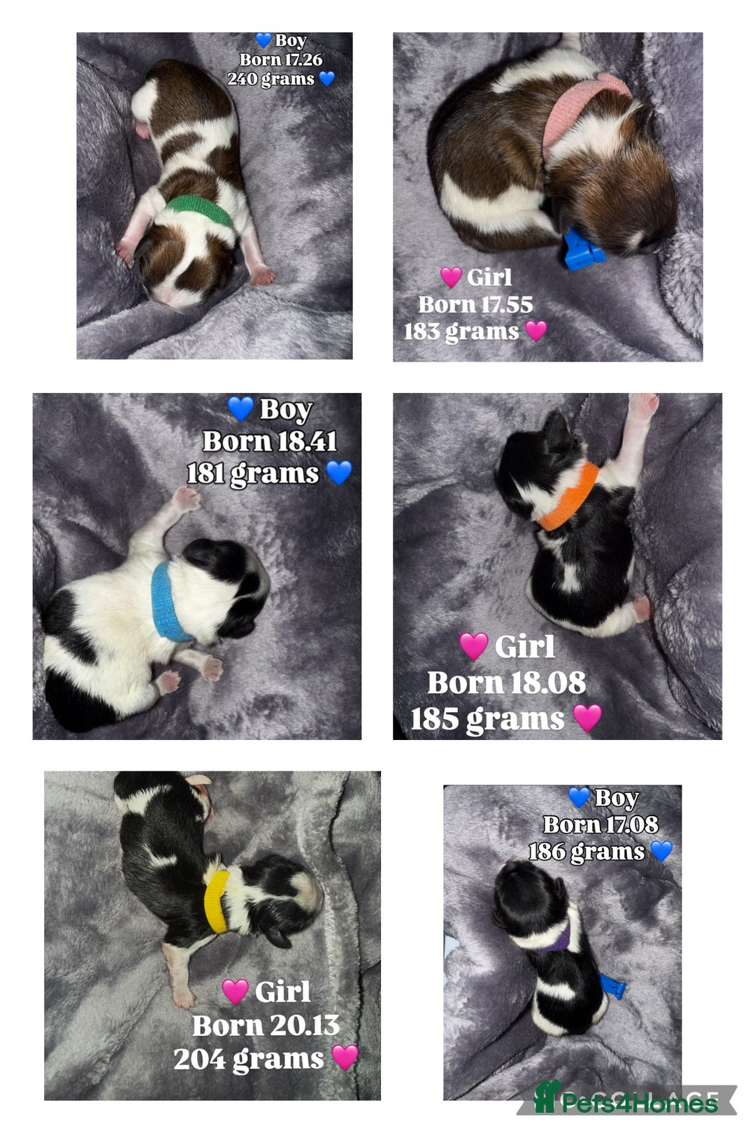 Mixed Breed dogs for sale: 6 beautiful Shih Tzu/Pomerianian puppies !  - Image 25