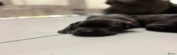 Cane Corso dogs for sale: CANE CORSO PUPPIES. 🐾🐾VIEWINGS NOW WELCOME🐾🐾 - Advert 5