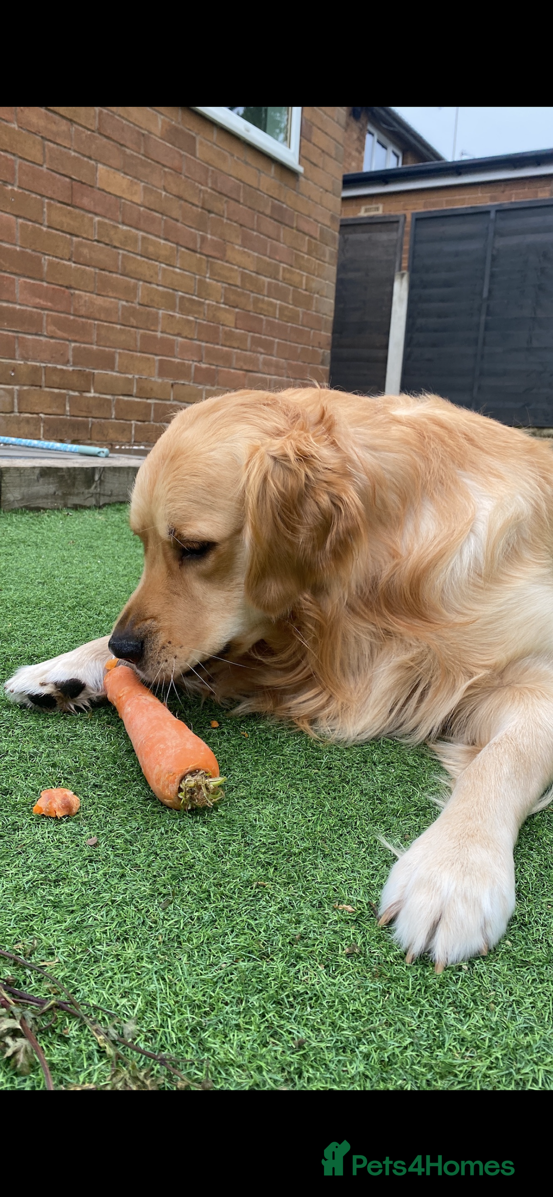 Golden Retriever dogs for stud: KC Registered Golden Retriever Stud - Image 5