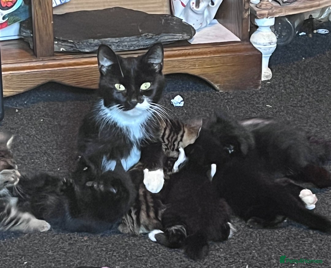 British Shorthair cats for sale: FREE 3 black kittens  - Image 6