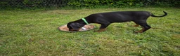 Dobermann dogs for sale: ⭐️⭐️⭐️⭐️⭐️ KC Reg European Dobermann puppies - Advert 3