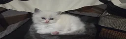 Mixed Breed cats for sale: Beautiful Ragdoll cross kittens  - Advert 2