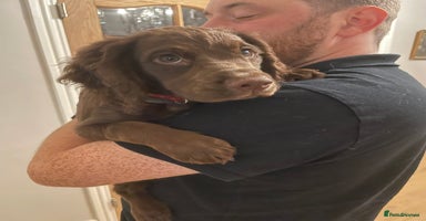 Cocker Spaniel dogs - Advert 1