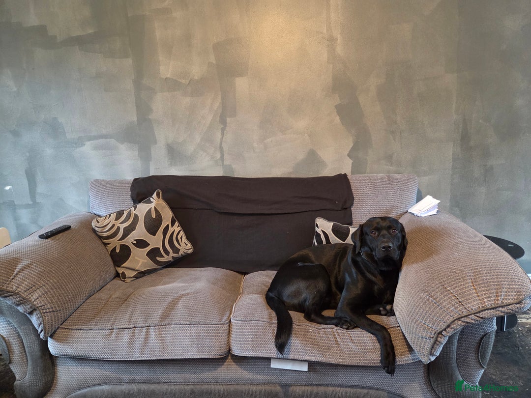 Labrador Retriever dogs for sale: Milo Boy - Advert 1