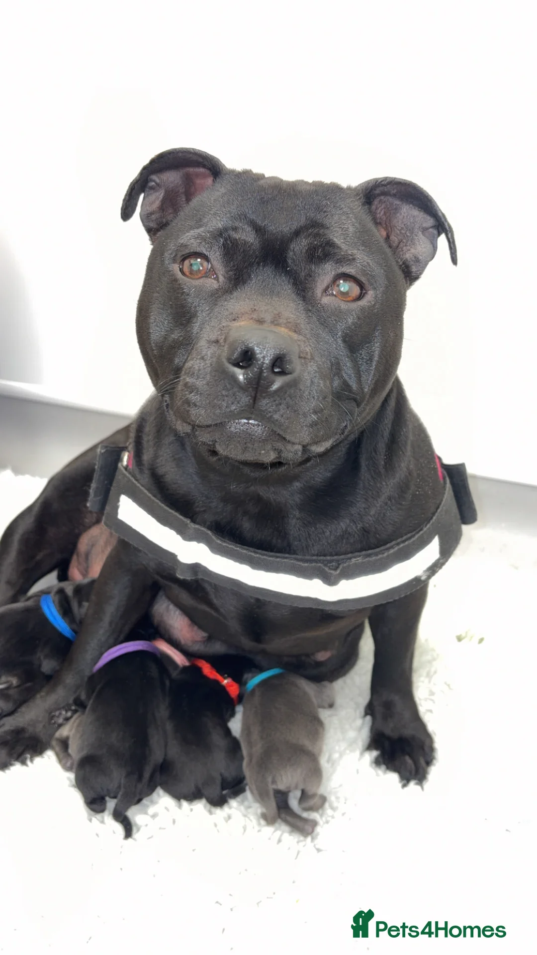 Staffordshire Bull Terrier dogs for sale: Champion Staffordshire bullterrier puppies - Advert 2