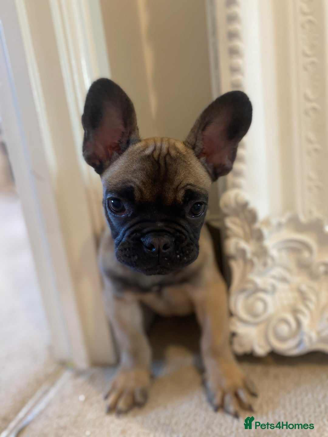 French Bulldog dogs for sale: French bulldog puppy  - Advert 1