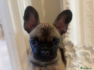 French Bulldog dogs French bulldog puppy - Advert 1