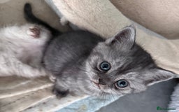 British Shorthair cats for sale: 1 Smoky Female British shorthair  - Image 5