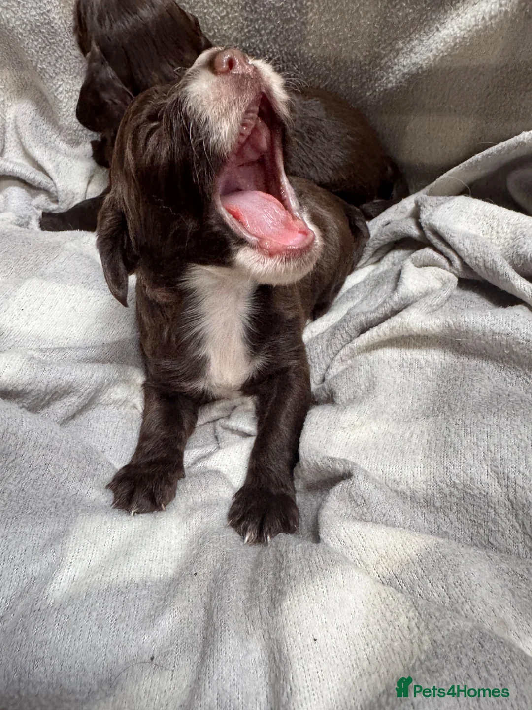 Sprocker dogs for sale: Sprocker puppies  in Dalry - Advert 20