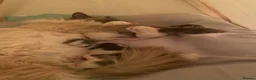 Mixed Breed cats for sale: Affectionate, Playful Ragdoll Cross Kittens - Advert 5